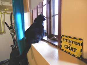 Attention au chat!