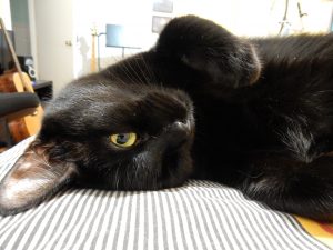 Madame Minou