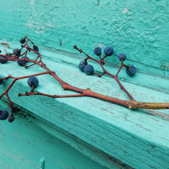 Branche de raisins bleu, sur un rebord en bois turquoise.